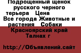 Подрощенный щенок русского черного терьера › Цена ­ 35 000 - Все города Животные и растения » Собаки   . Красноярский край,Талнах г.